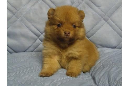 成約済の三重県のポメラニアン-86613の2枚目